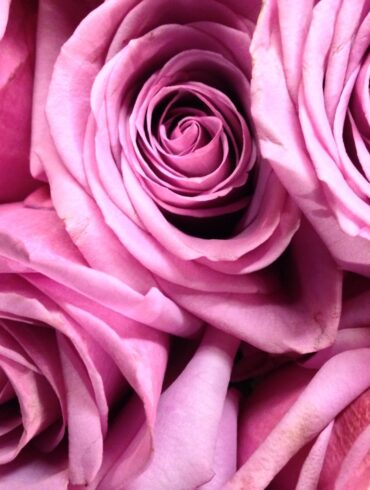 Pink roses perfumes